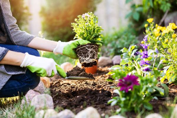 Gardening for beginners