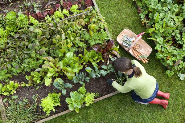 Gardening for beginners